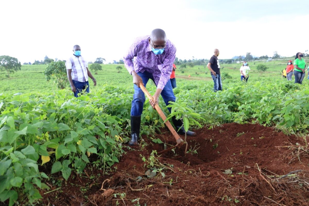 gogreen-campaign-by-optiven-fasttracks-un-food-tree-agenda-optiven